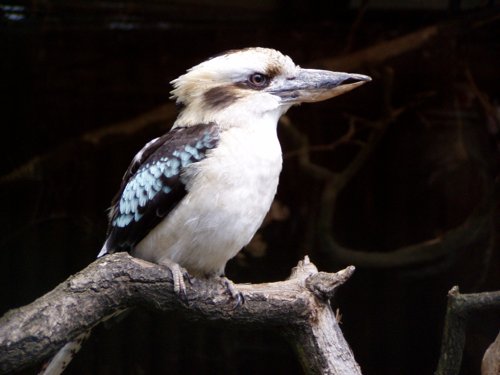 ZOO OHRADA - HLUBOK NAD VLTAVOU